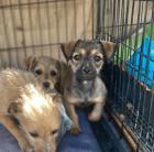 Lilo sucht ein passendes Zuhause